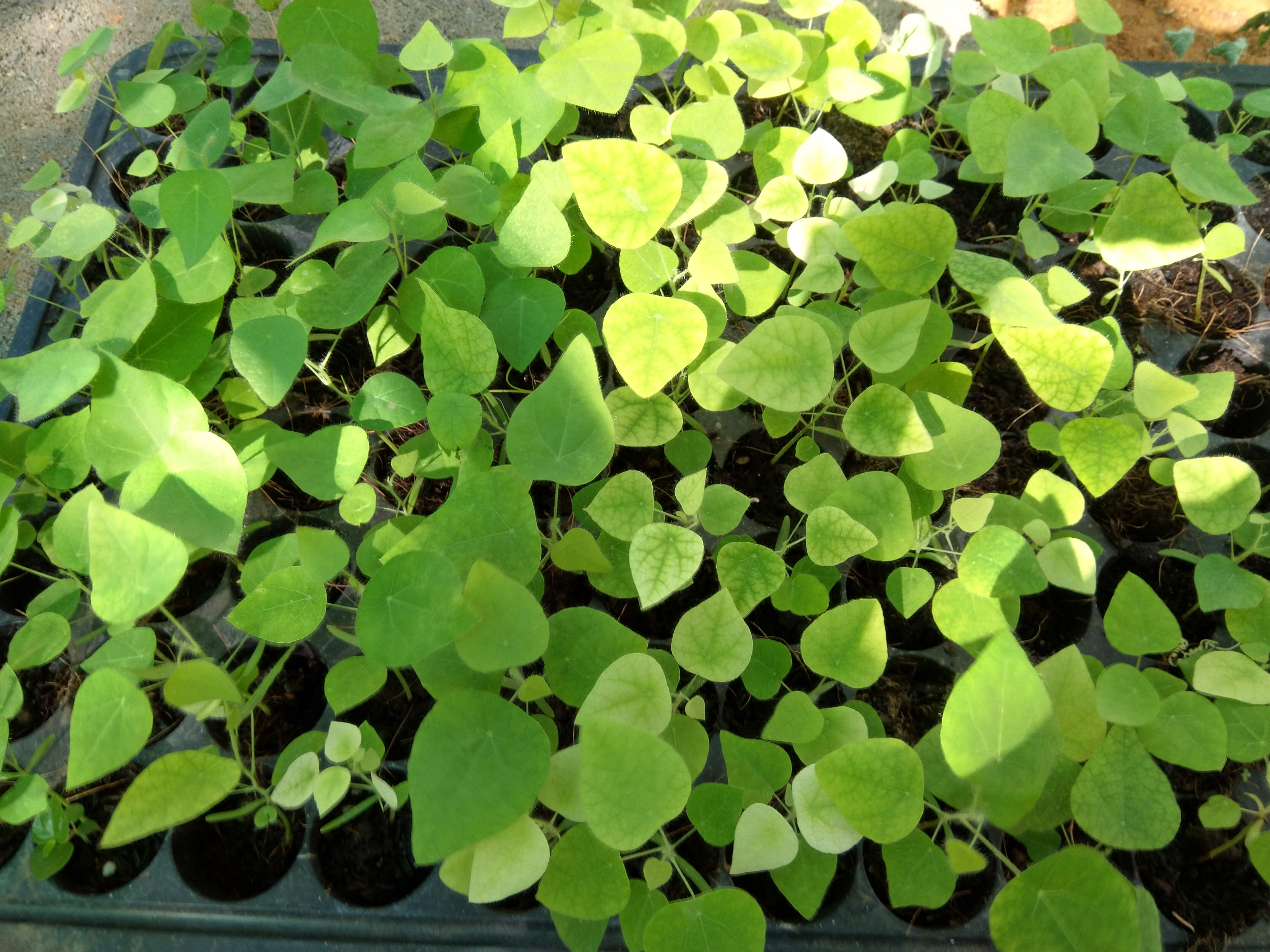 Combo of 10 forest ginseng plants (feather ginseng) sowing