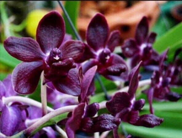 Hoa lan ngọc điểm lai Vanda