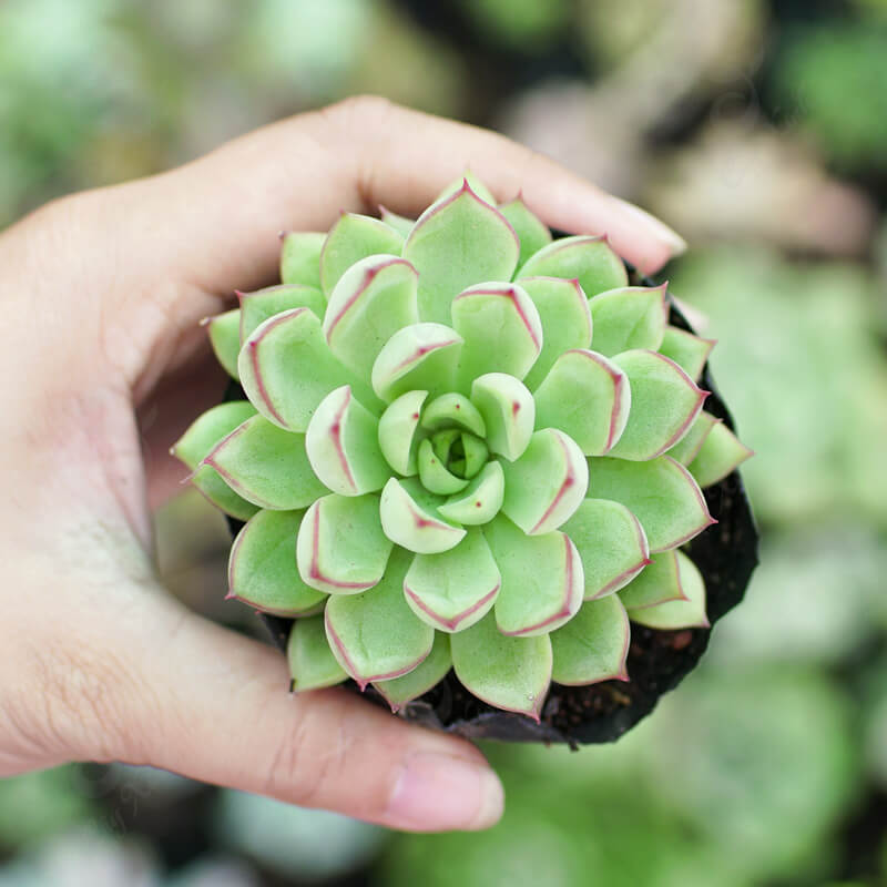 Sen Đá Viền Hồng Dù