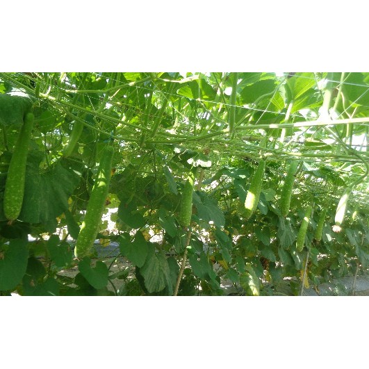 10H - Hạt giống Bầu sao Trang Nông