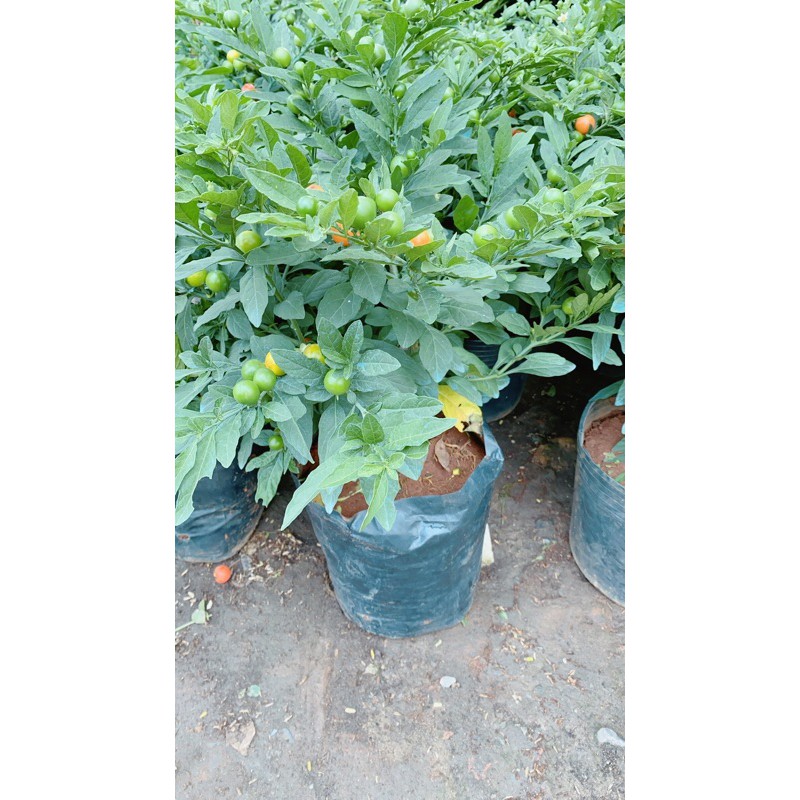 Cây Ớt Cheri