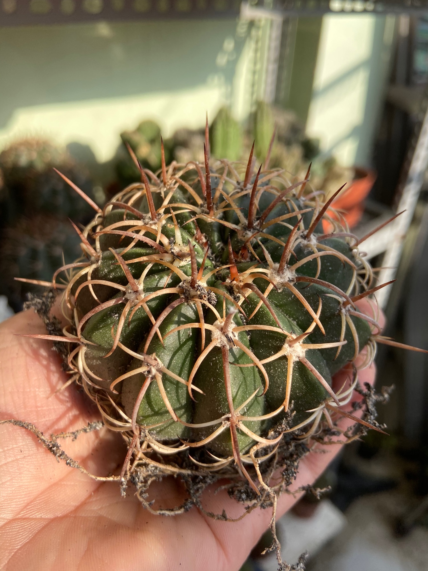 [HCM]Xương Rồng Gai Xoắn 6-7cm