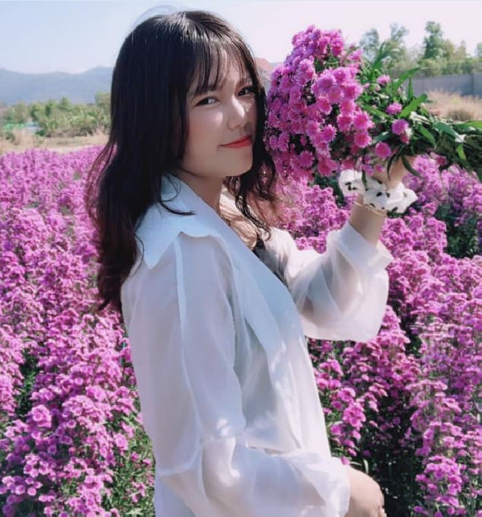 Hạt Giống Hoa Cúc Thạch Thảo Hồng ( gói 50 hạt )