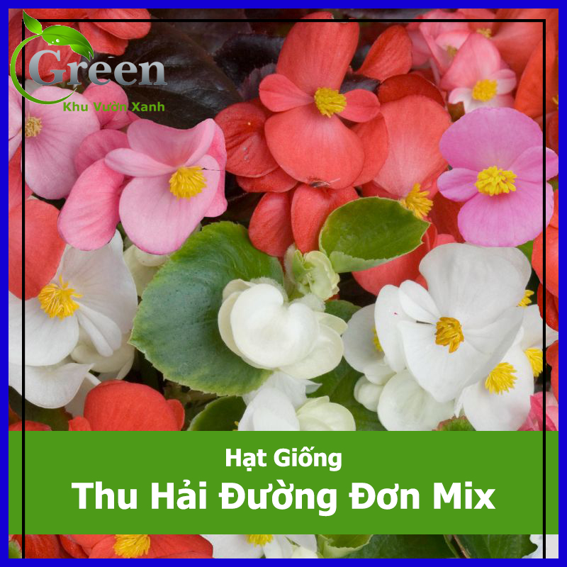 Hạt giống hoa thu hải đường đơn mix