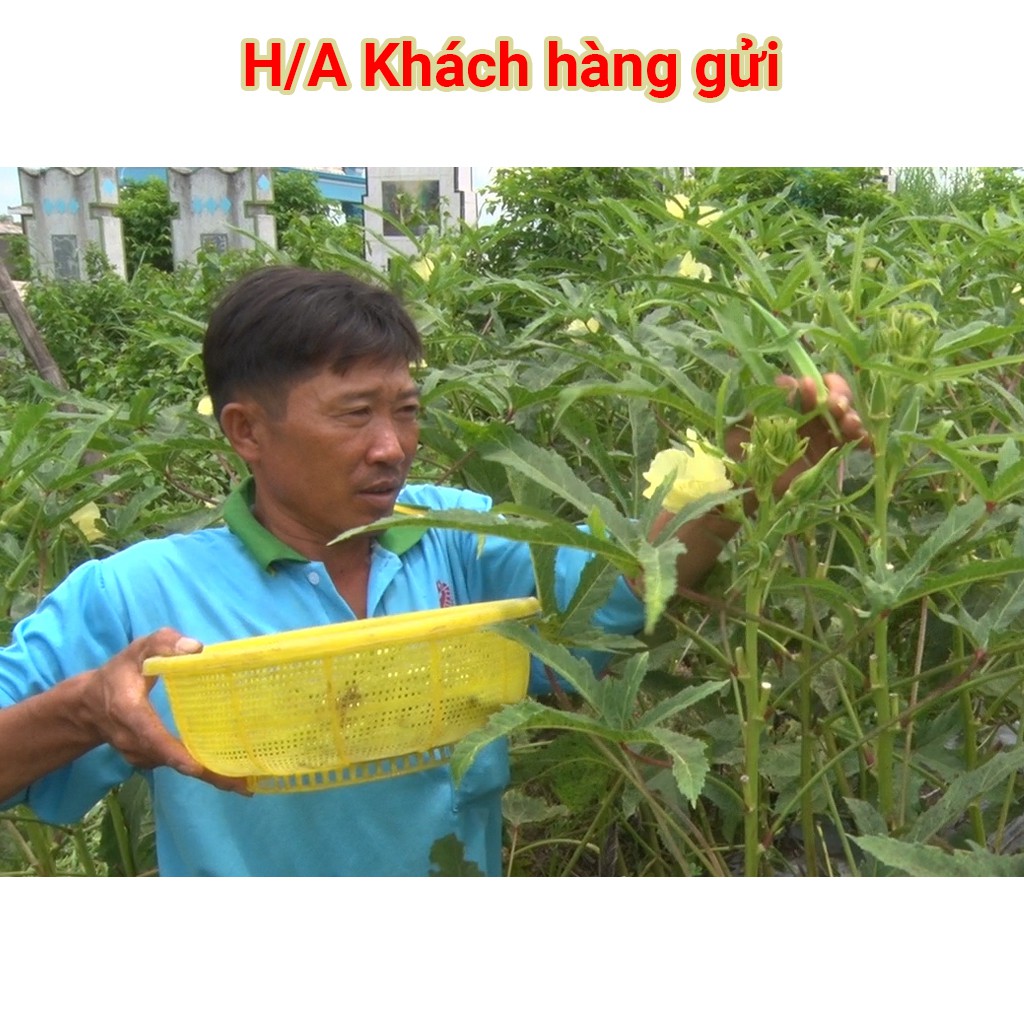 Hạt Giống Đậu Bắp Xanh 50g(Okra)
