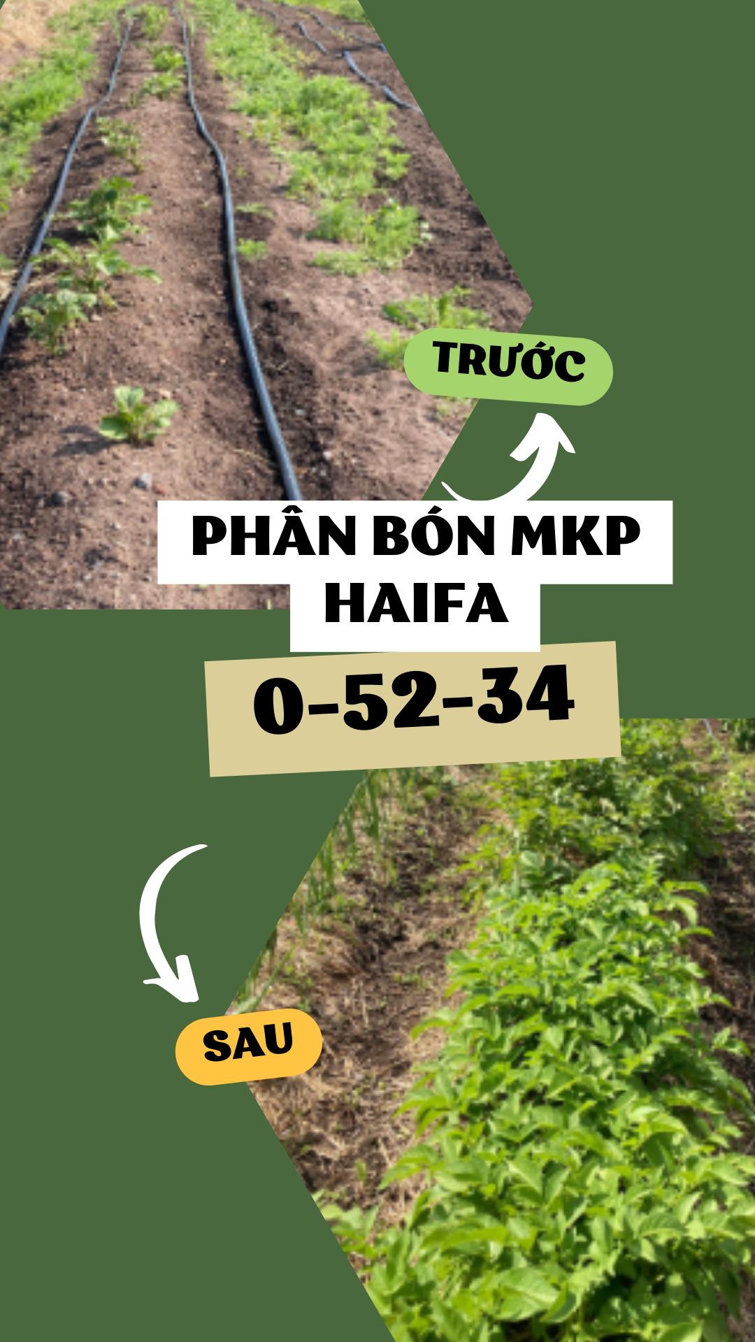 QVA - CHÍNH HÃNG: [100g-25kg] Phân bón MKP HAIFA 0-52-34