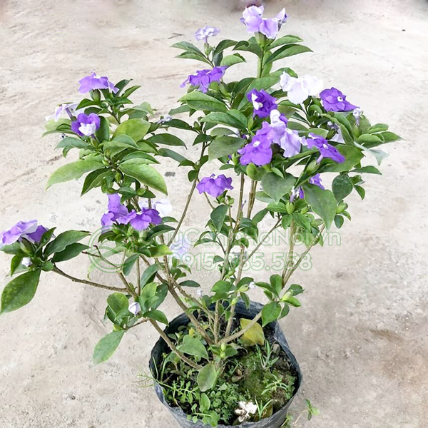 CÂY HOA NHÀI NHẬT cao 40 50 cm