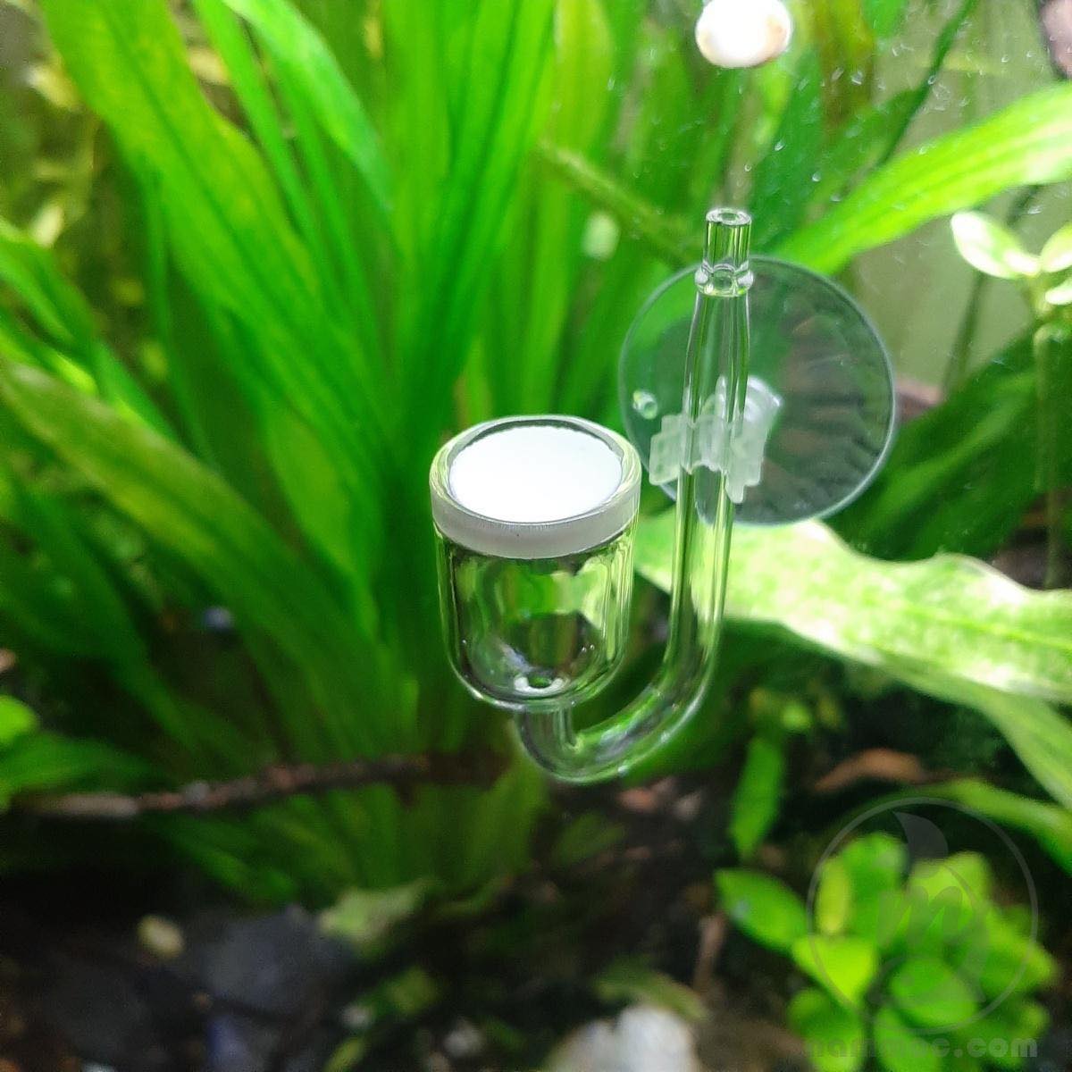Cốc Sủi co2 thủy tinh
