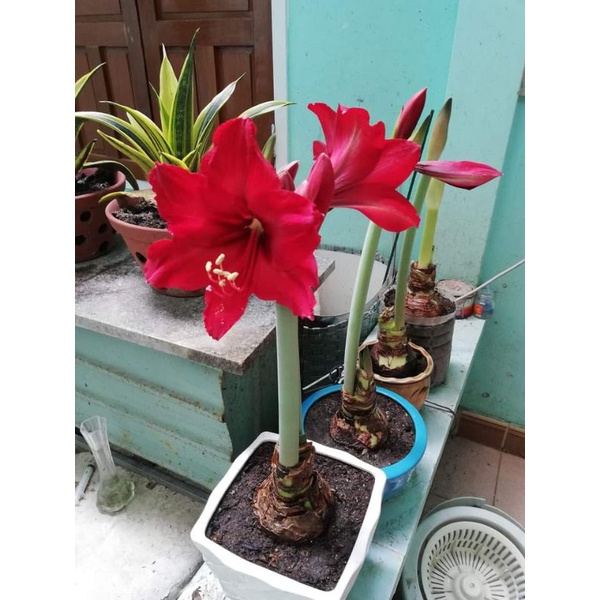 Củ hoa huệ tây( đỏ nhung ) gửi củ như hình 3