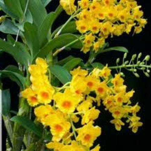 Chậu lan sơn thủy tiên giống hoa đẹp hiếm