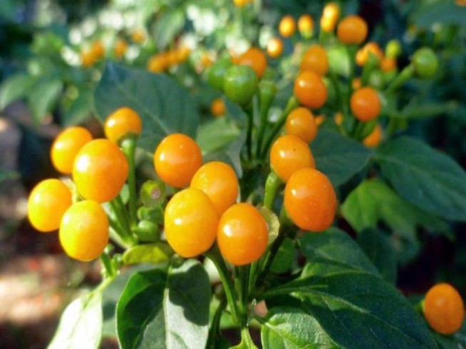100 gam Quả ớt Charapita . Tặng 10 hạt