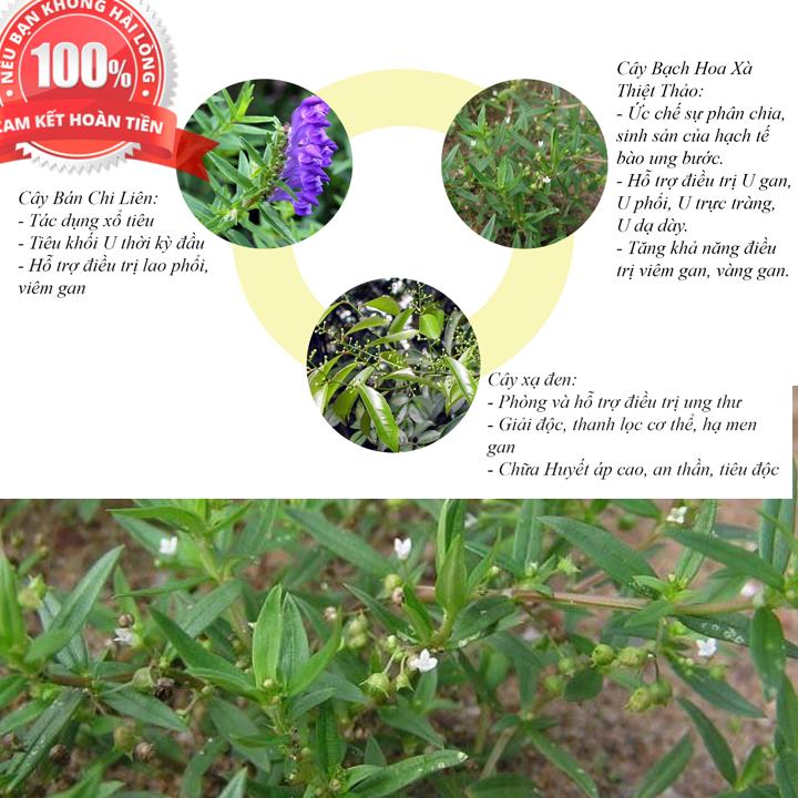 500G Cây bạch hoa xà thiệt thảo