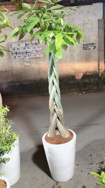 Chậu Cây Kim Ngân Cao 1m2