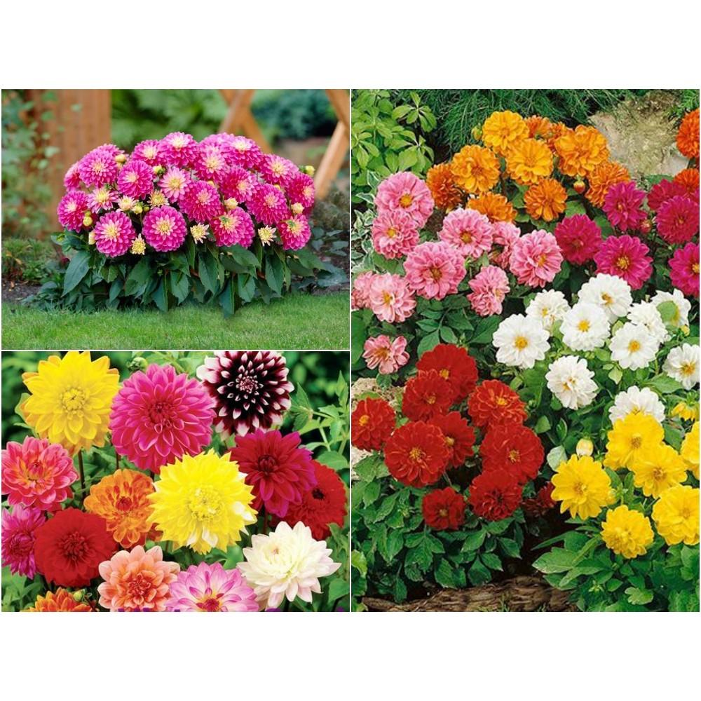 Hạt Giống Hoa Thược Dược Nhiều Màu