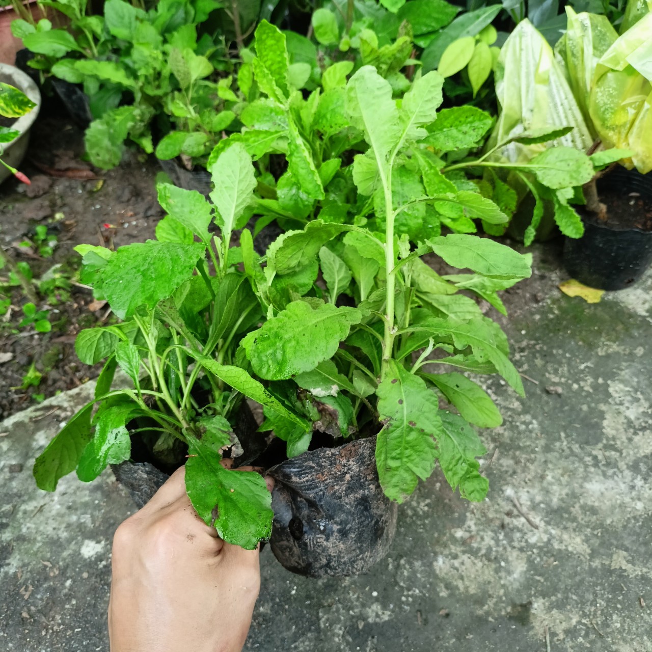 Cây cải trời giống (cây cao 20-30cm như hình)