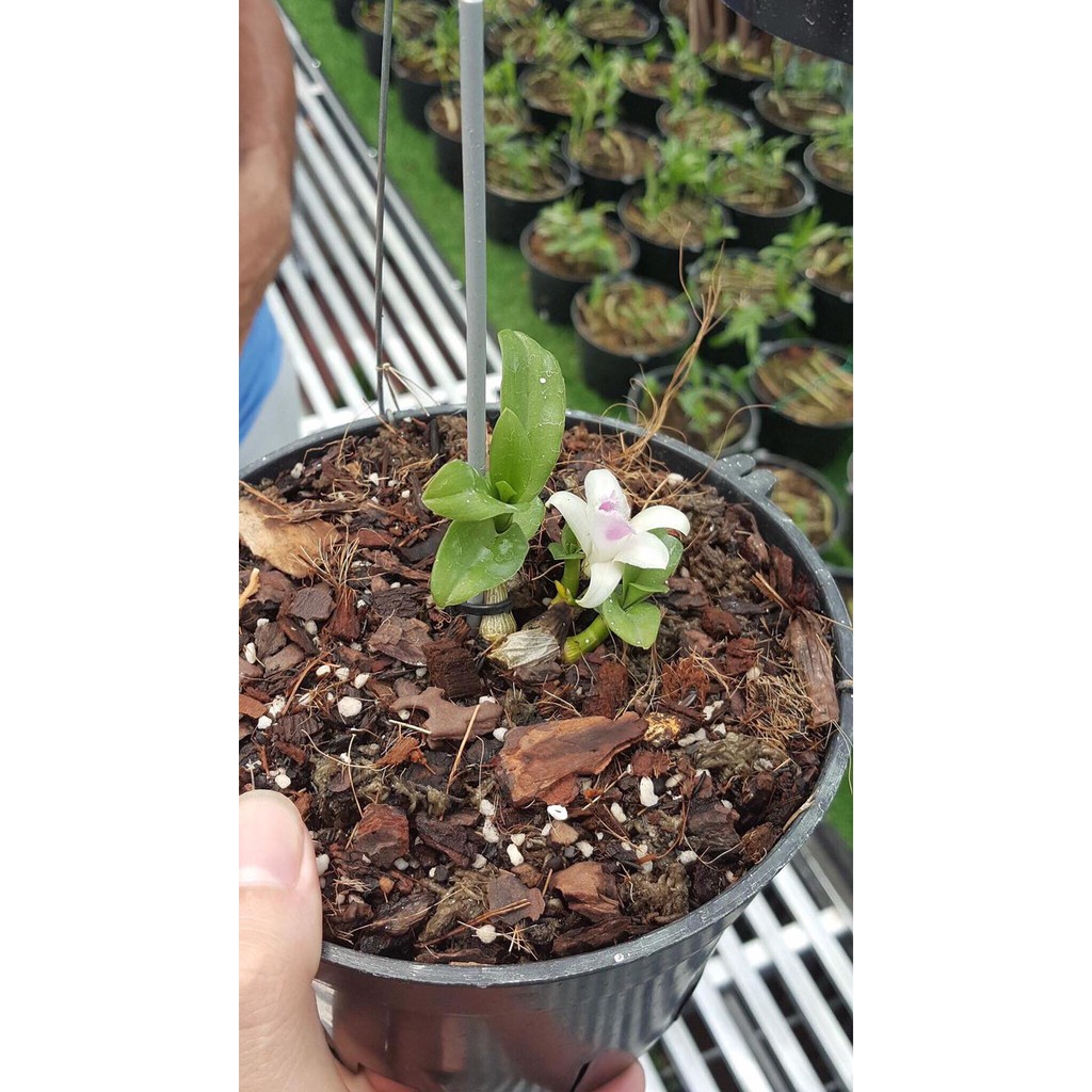 Phi Điệp 5Ct Phú Thọ 5Ct Rừng