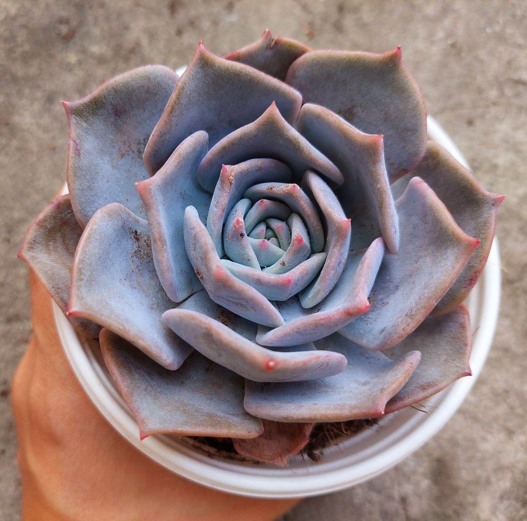 Sen đá HỒNG ĐIỆU size trung 8-10 cm