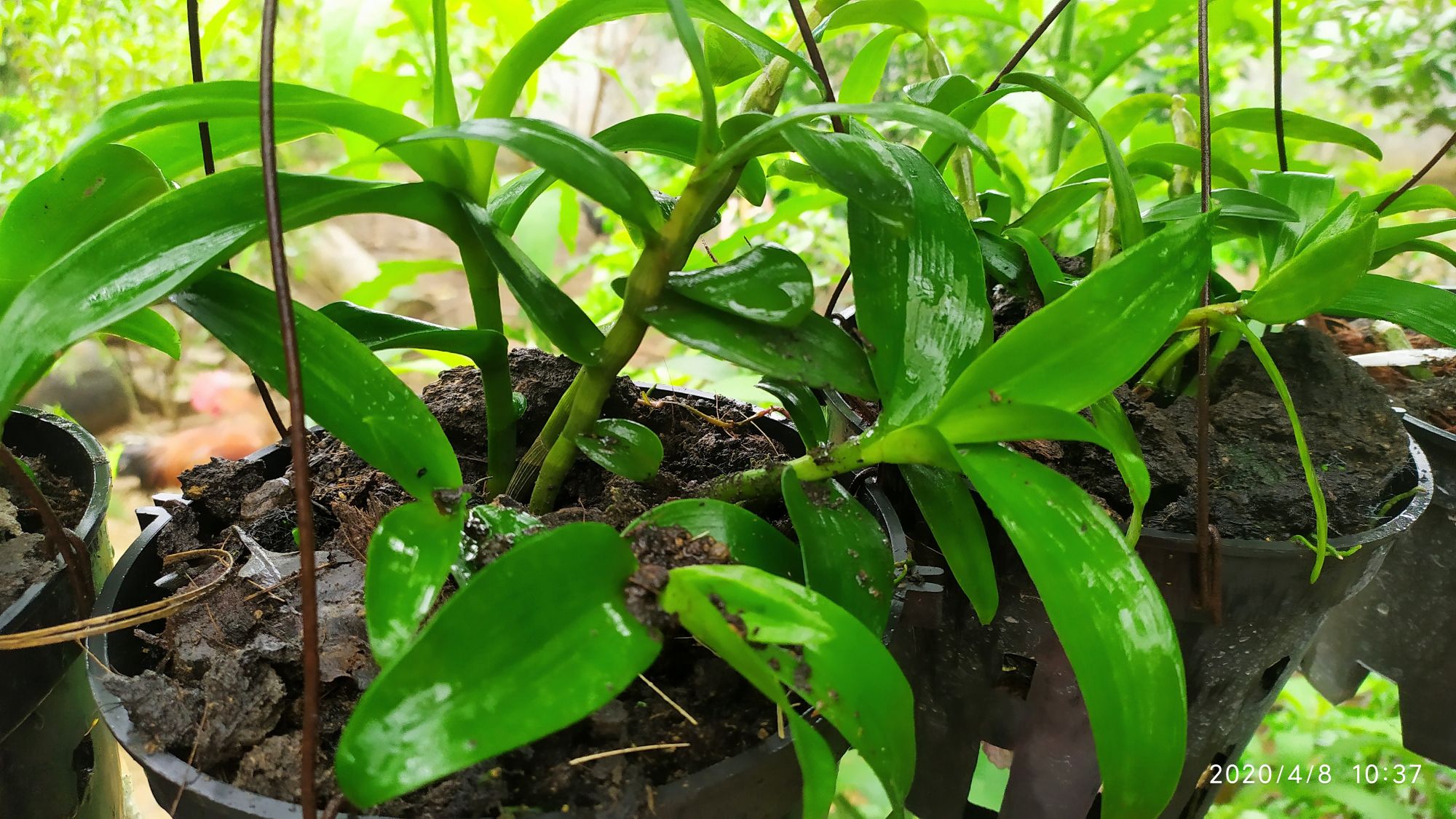 Chậu hoa lan Phi Điệp tím Hòa Bình, 2 năm tuổi