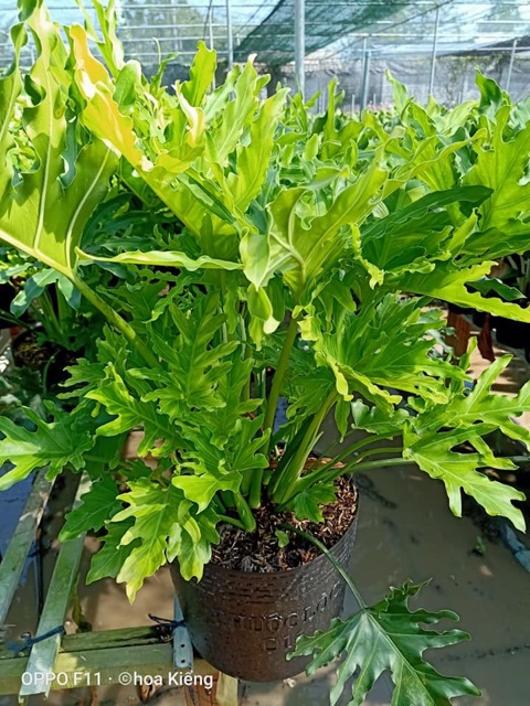 Cây trầu bà thanh Xuân (trầu bà lá xẻ) - cây to