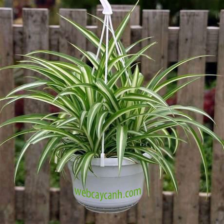 Cỏ Lan Chi - cây cảnh mini - cây cảnh để bàn - caykiengsadec