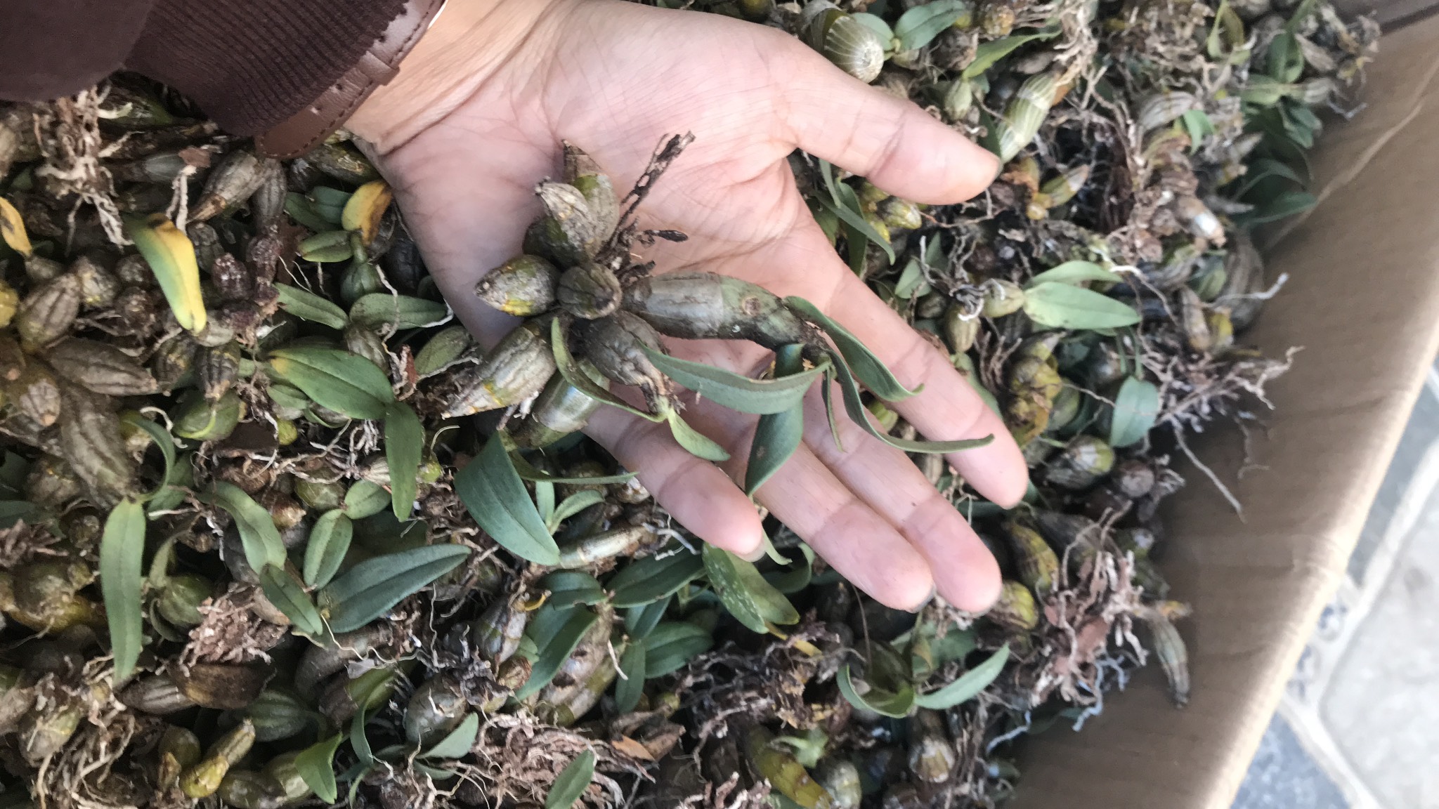 lan rừng Bạch Hỏa Hoàng Cam 150g 45k (giống cây nhỏ - đang nhú nụ ra hoa 17/01)