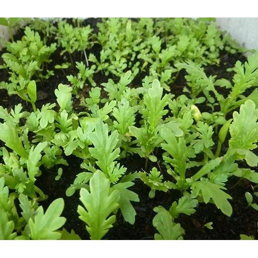 hạt giống rau cải cúc