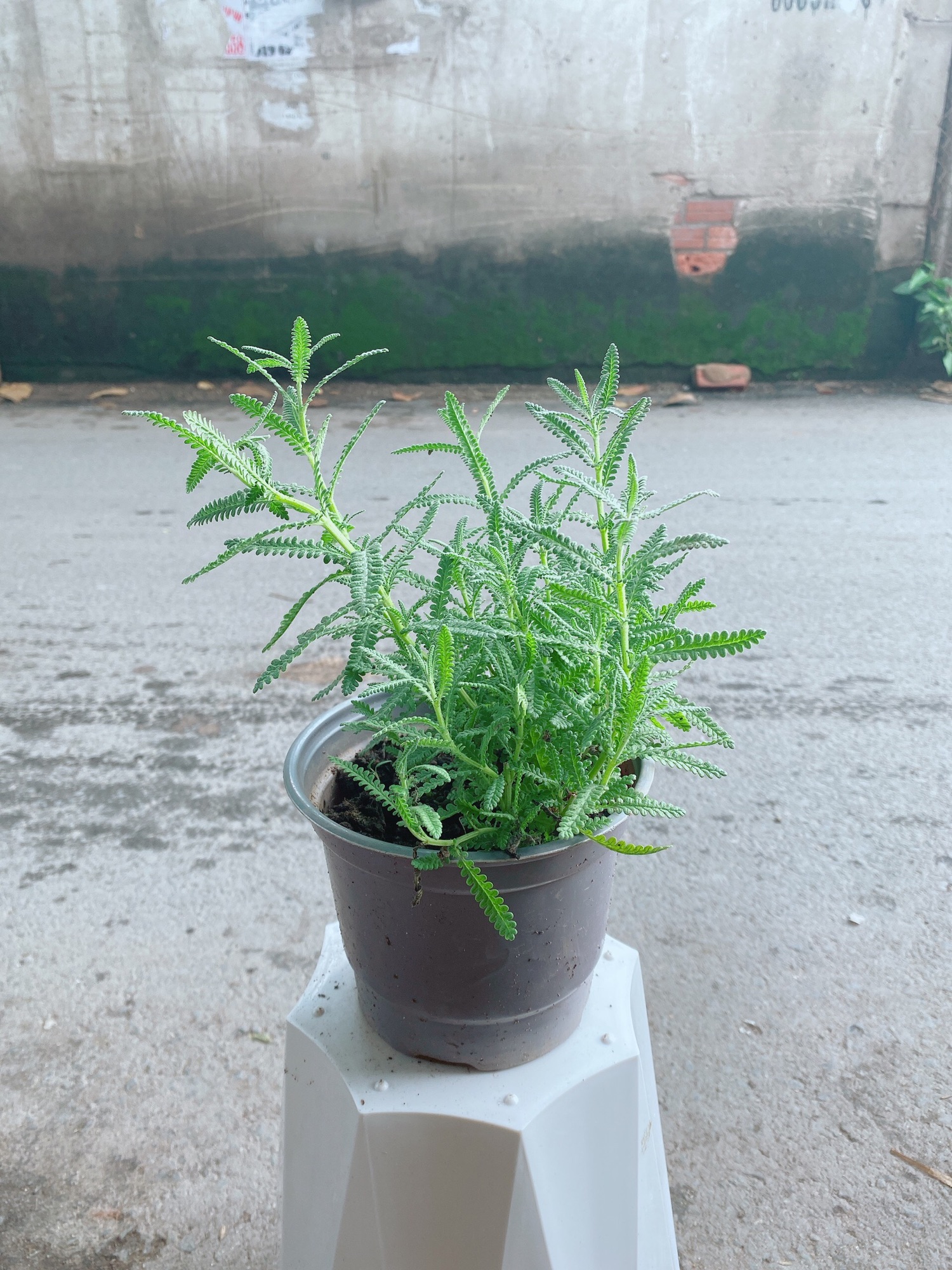 Cây Lavender (Oải Hương)