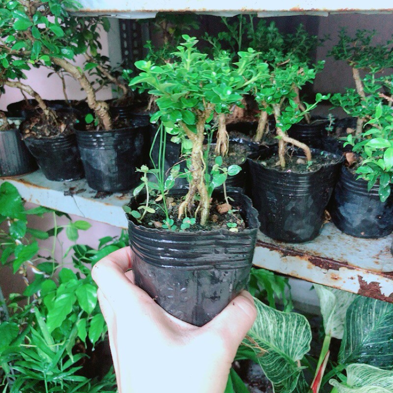 [HCM]Sam Hương Bonsai Mini
