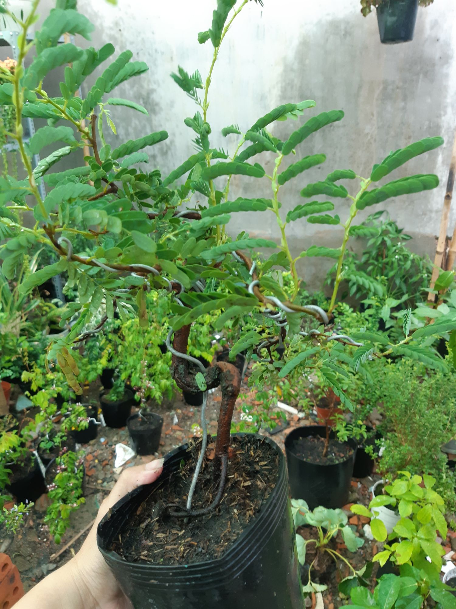 cây me bonsai mini