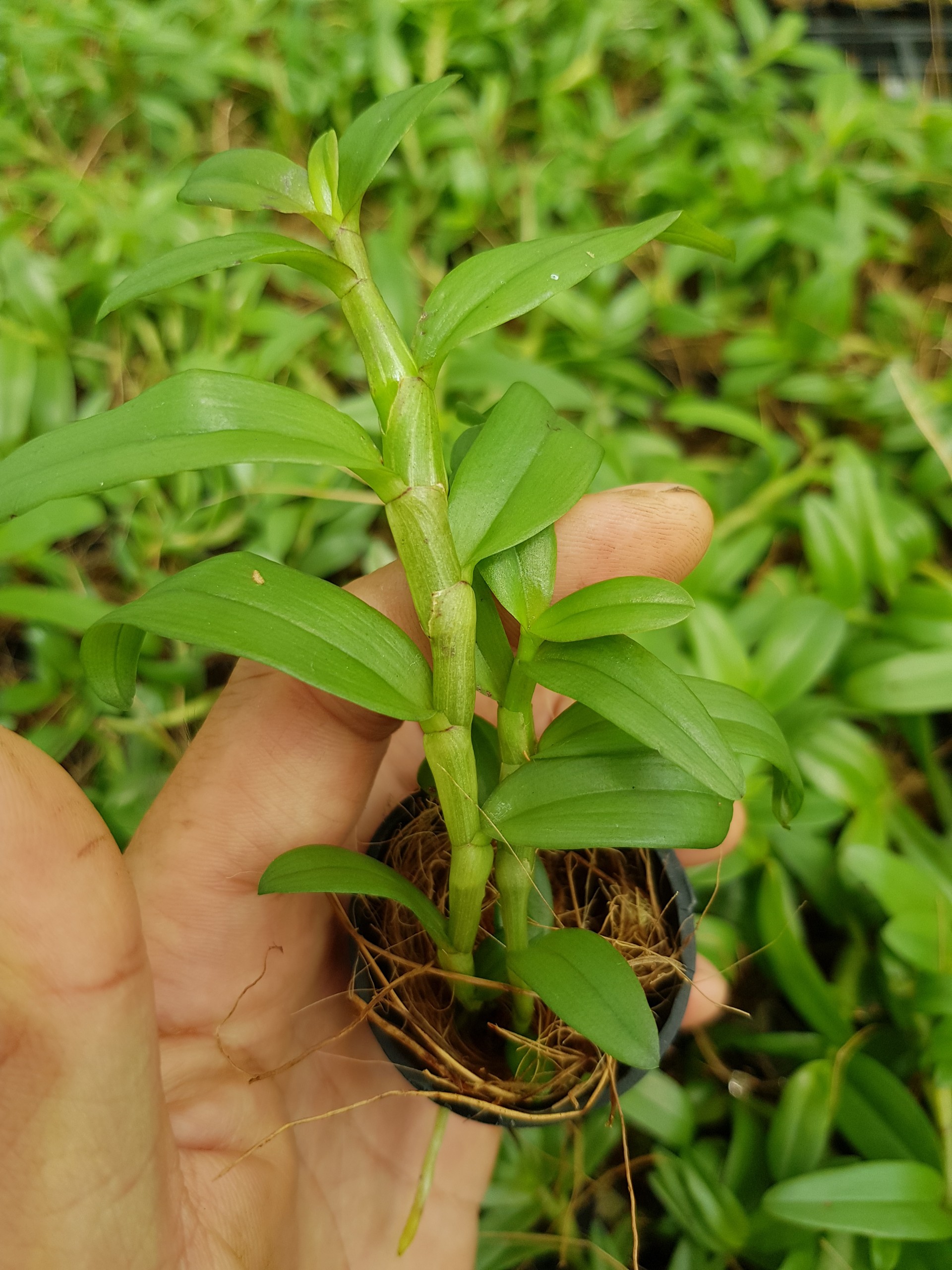 [Siêu Sale] phi điệp ám phú thọ
