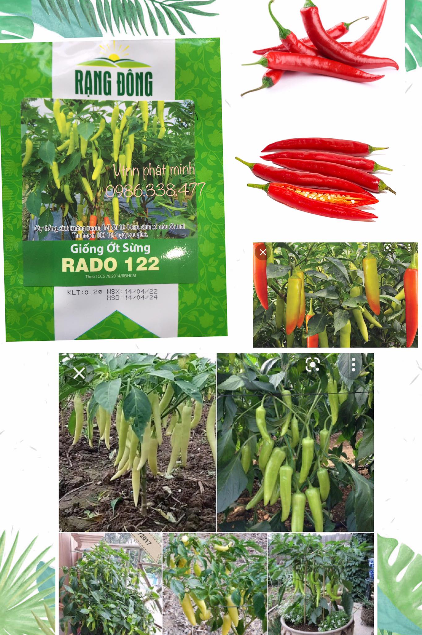 Giống Ớt Sừng RADO 122(0.2gr)