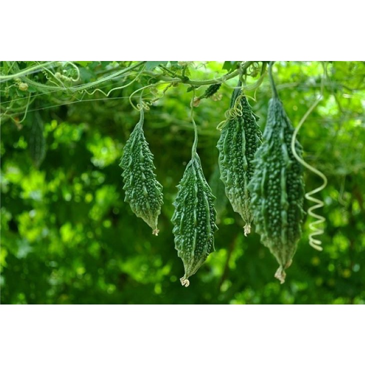 Hạt giống Khổ Qua Rừng