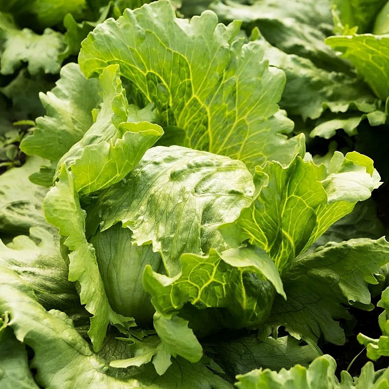 Iceberg Lettuce Seed (Rado 532) 2gr package