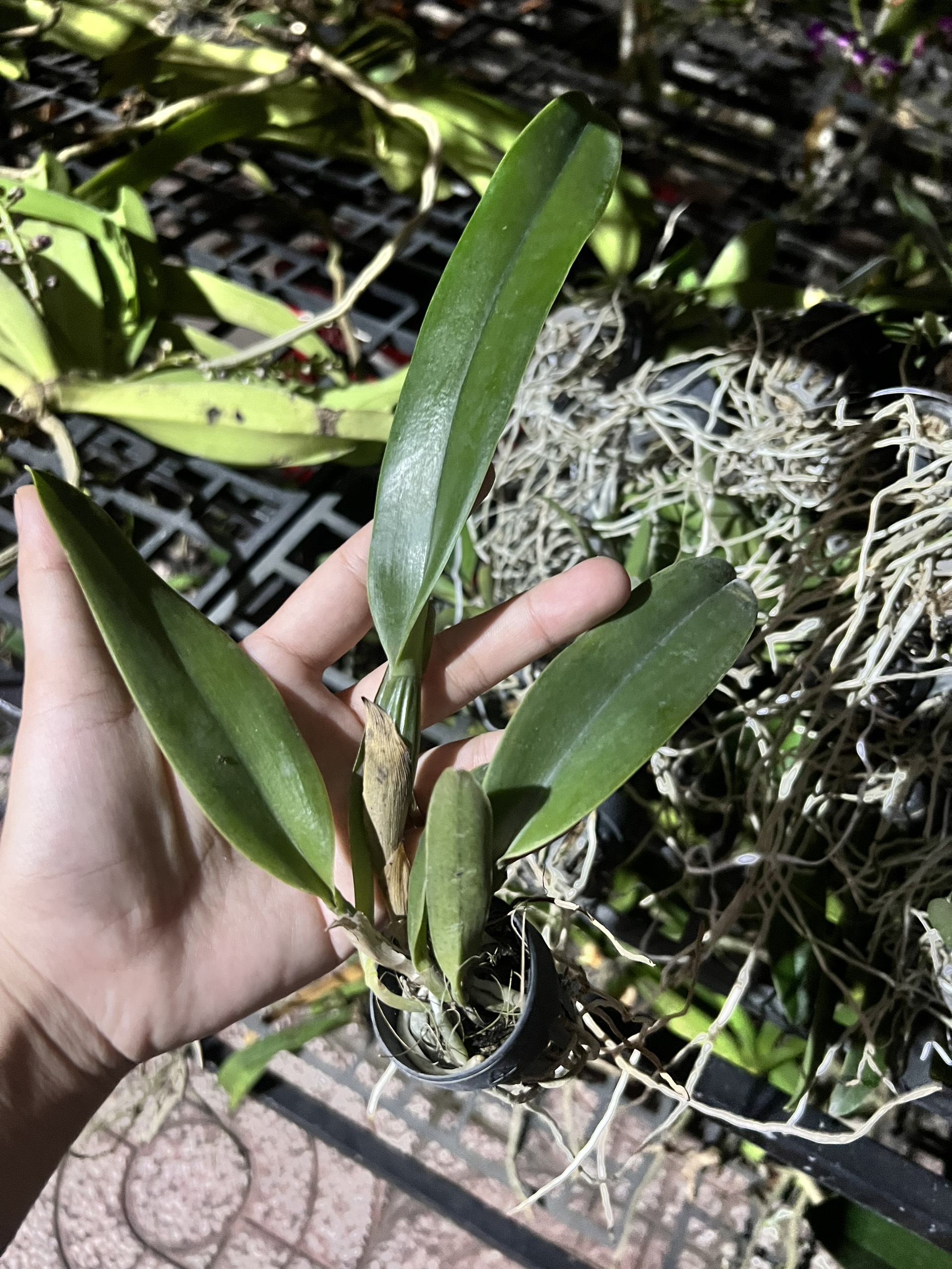 Lan Cattleya Cây Giống Nhiều Màu