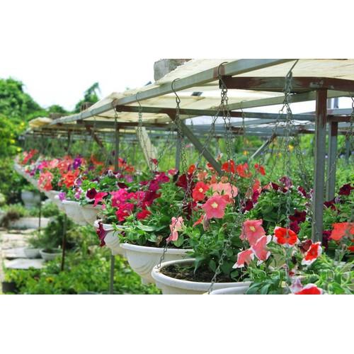 Hạt giống hoa dạ yến thảo đơn mix nhiều màu gói 100 hạt