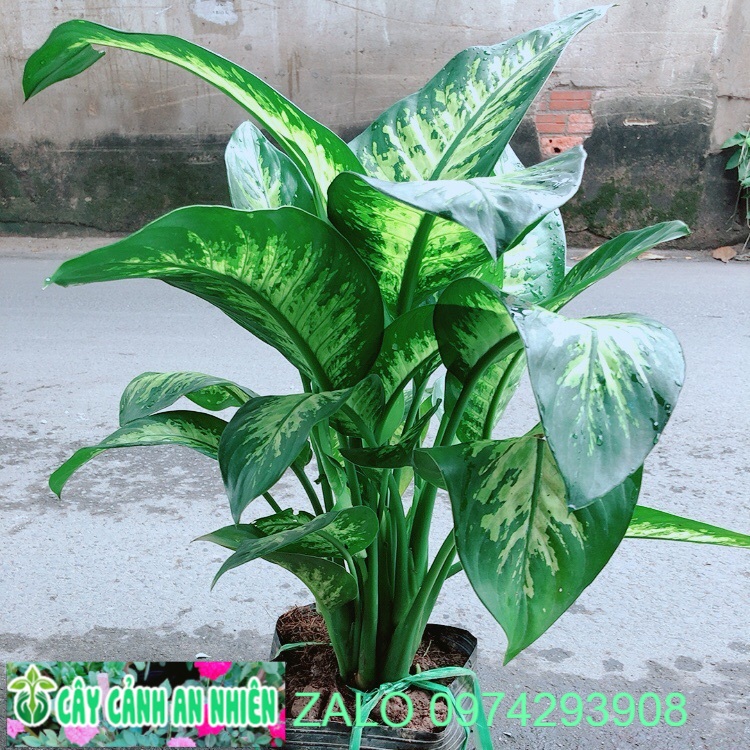 Vạn Niên Thanh Size Lớn