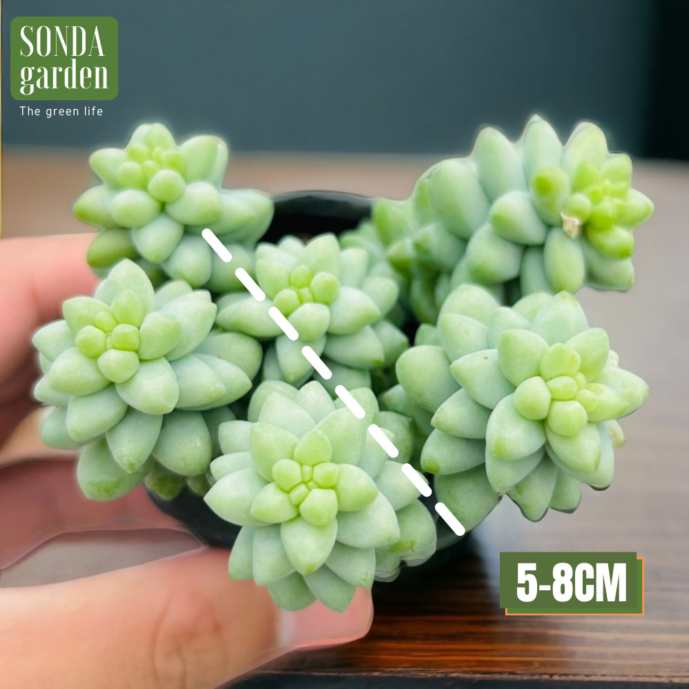 SEN ĐÁ CHUỖI NGỌC BI SIZE BÉ SIÊU ĐẸP LỖI 1 ĐỔI 1