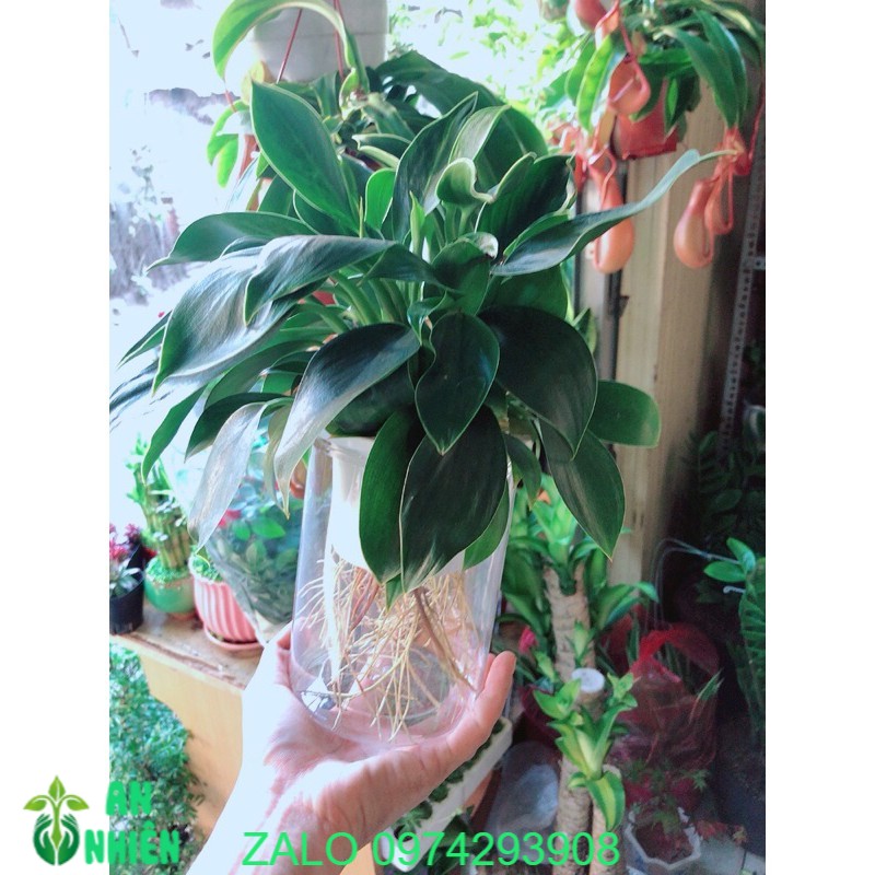Chậu trầu bà đế vương thuỷ sinh