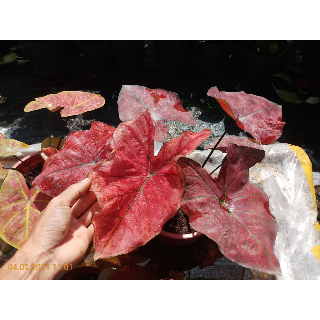 Cây Kiếng lá môn Danasty size to (Caladium Danasty)