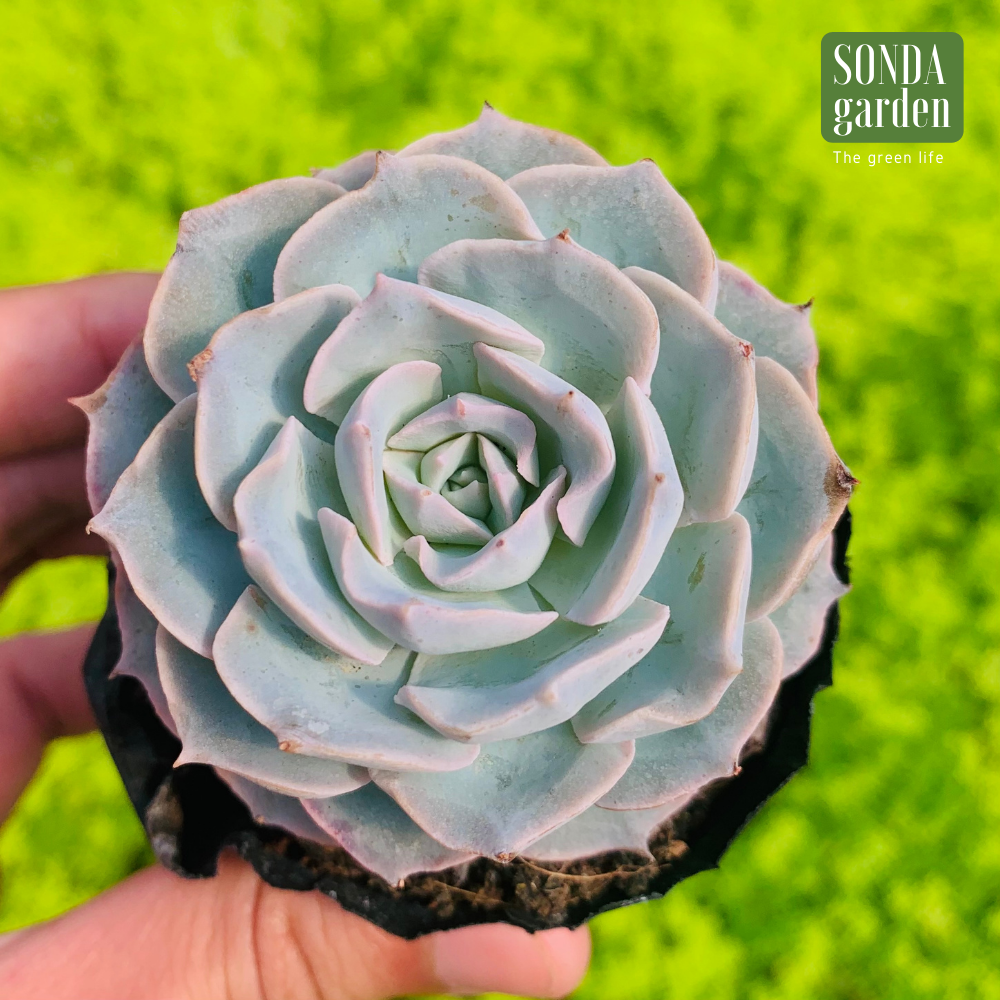 SEN ĐÁ HỒNG PHẤN SIZE BÉ SIÊU KHOẺ ĐẸP LỖI 1 ĐỔI 1