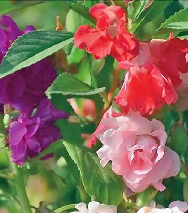 Hạt giống Hoa móng tay kép Mix Màu  – 50Hạt