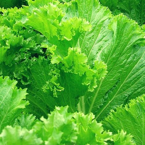 [Lấy mã giảm thêm 30%] Gói Hạt Giống Cải Bẹ Mào Gà