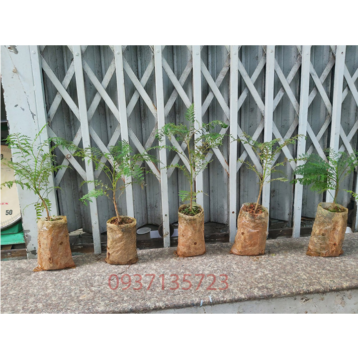 combo 5 cây phượng tím cây giống [cây con] cây cao từ 15 -25 cm