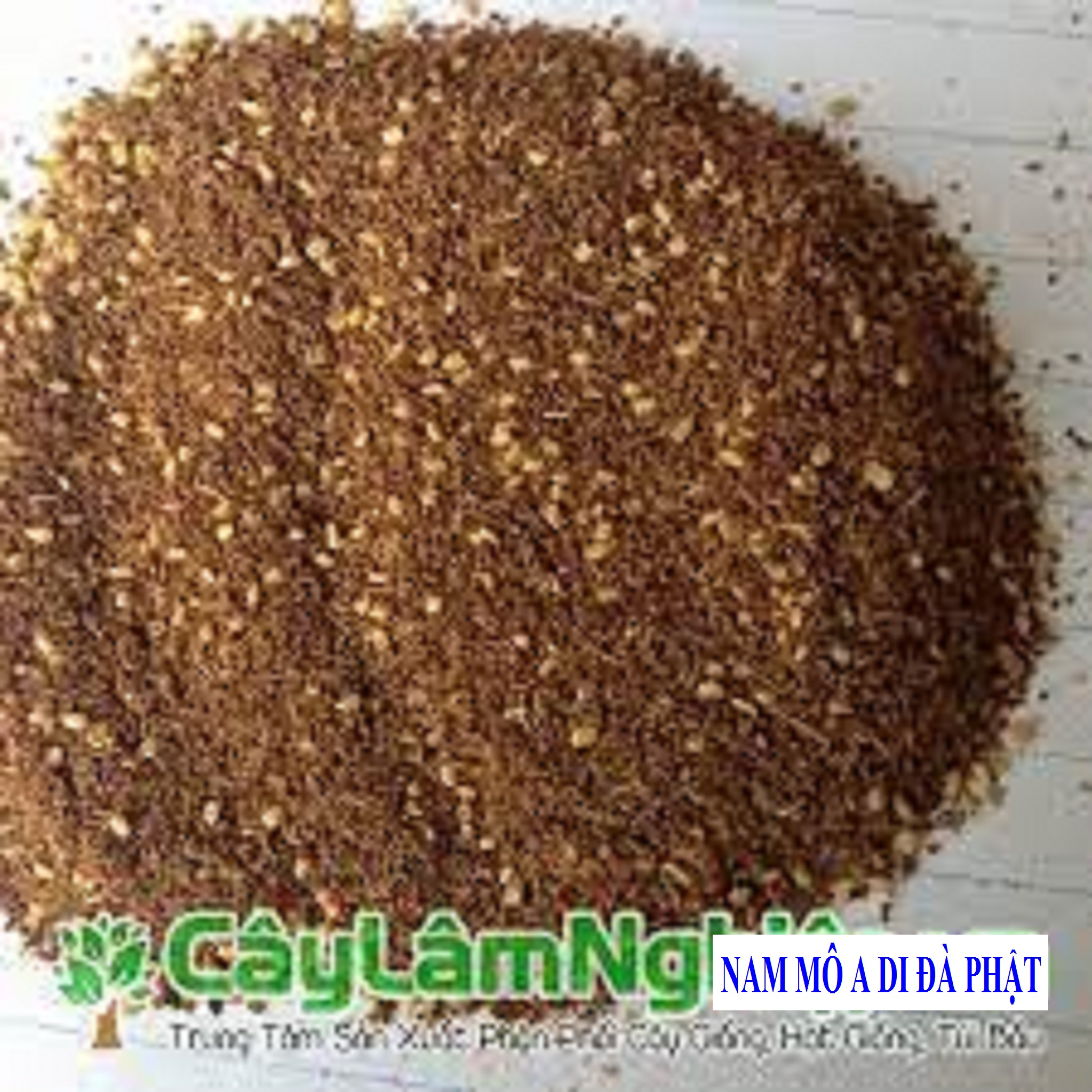 1 kg hạt giống cây gáo vàng