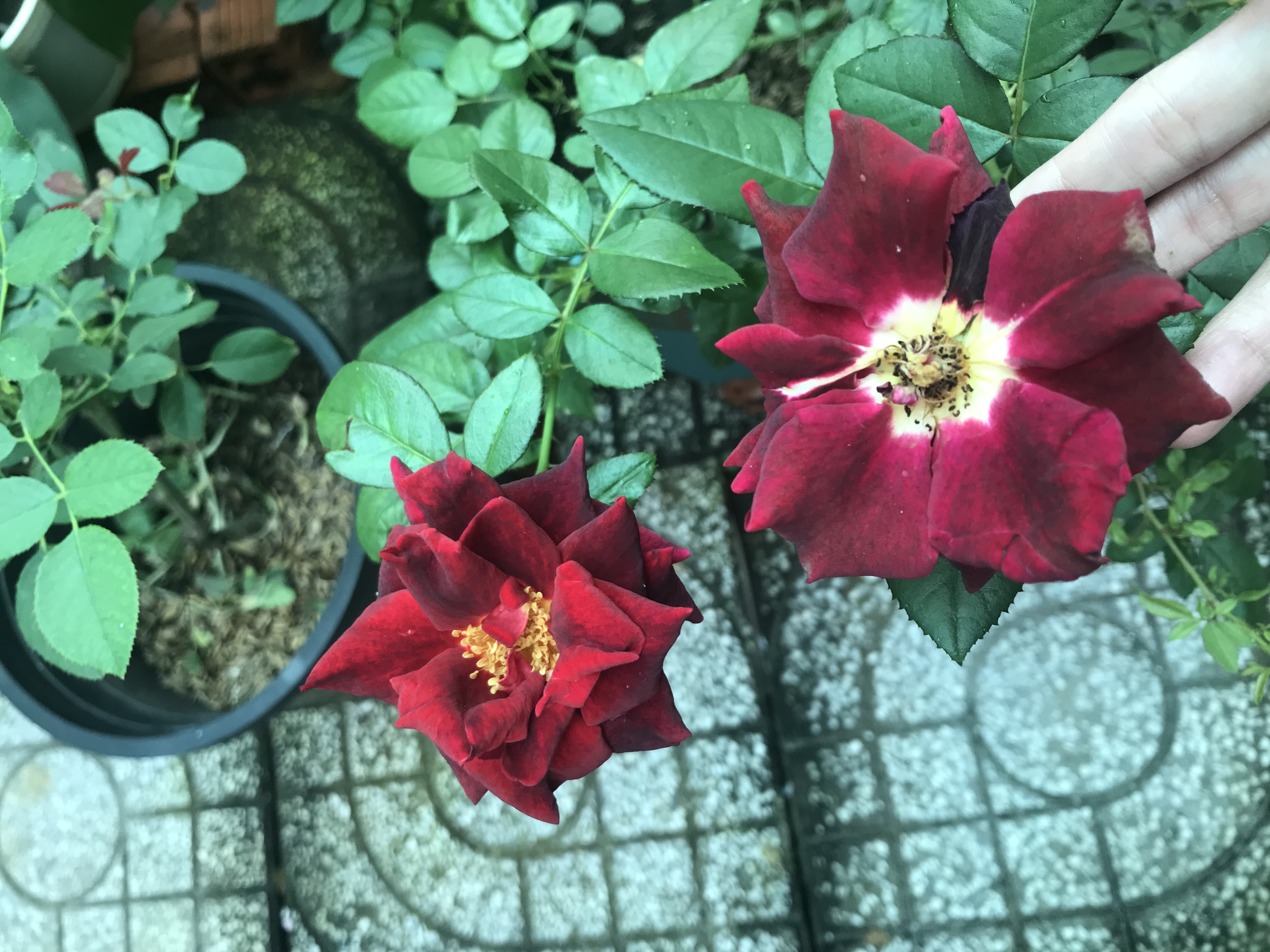 [HCM]Hoa hồng ngoại Dark Night Rose