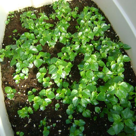 Hạt Giống Rau Càng Cua (0.5gr)