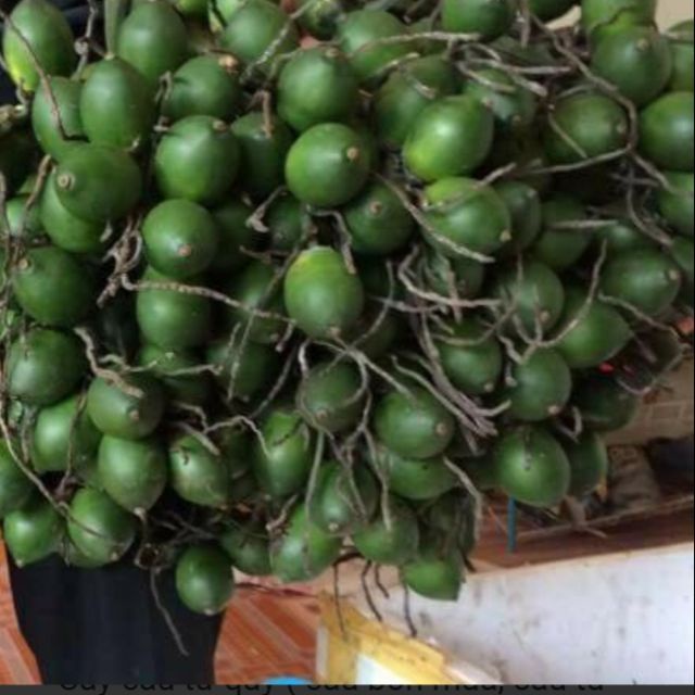 Cây giống cau lùn