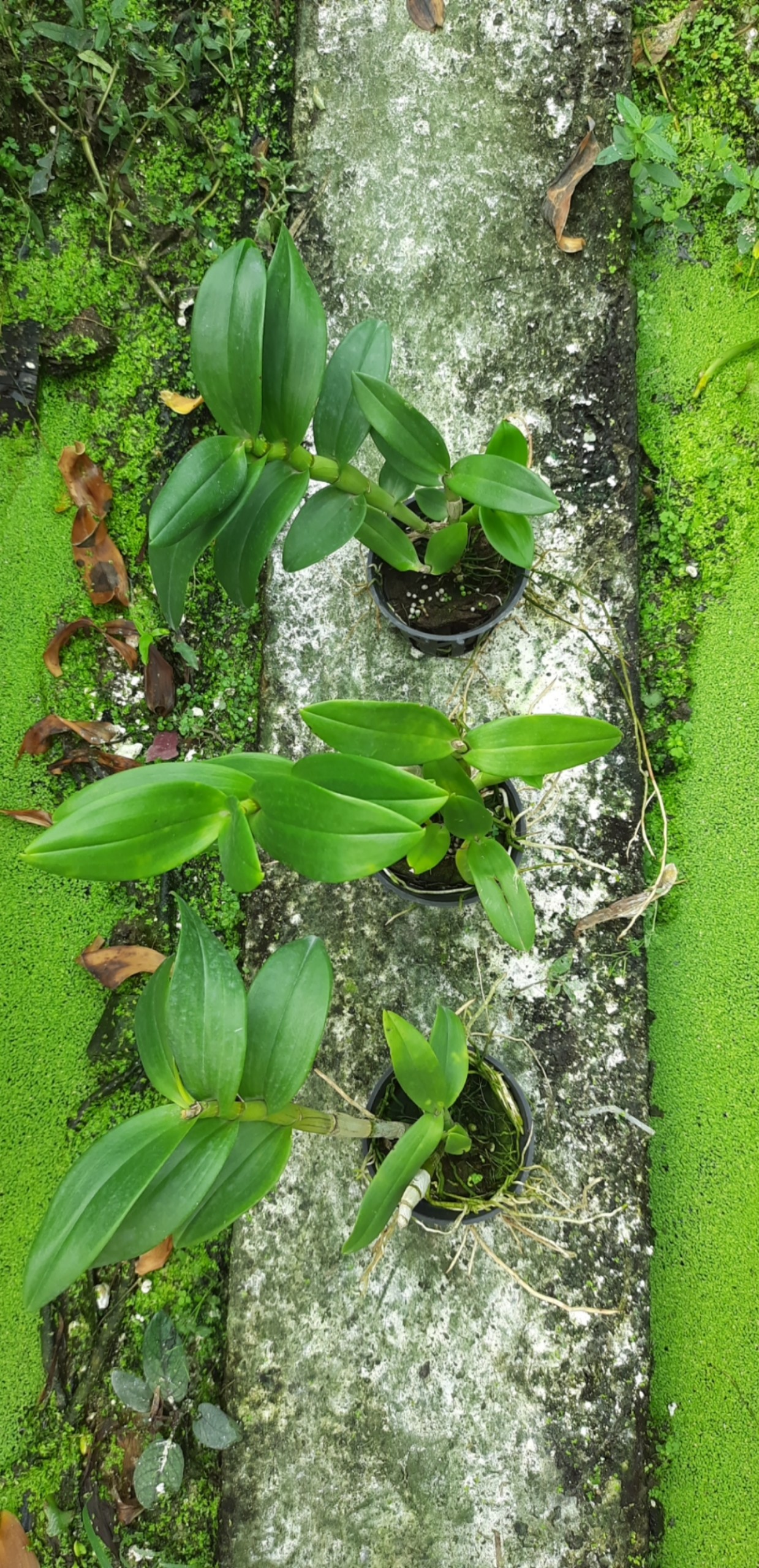 Dendro Ngọc Trai Đen chờ xổ chớp 5%