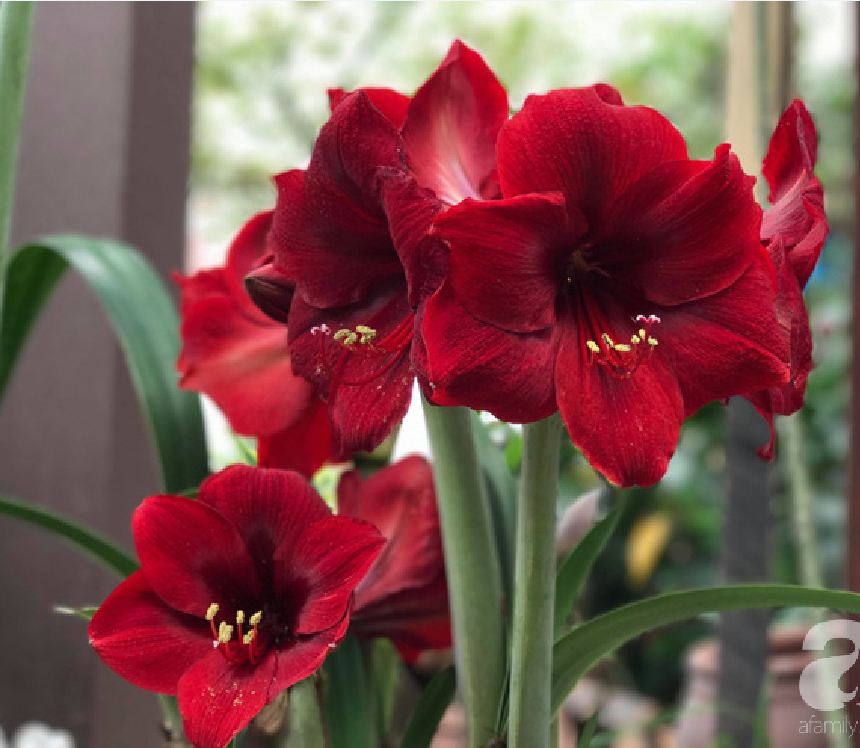Set of 2 Lily Bulbs (1 Red Velvet Flower Bulb + 1 Peach Rose Bulb)