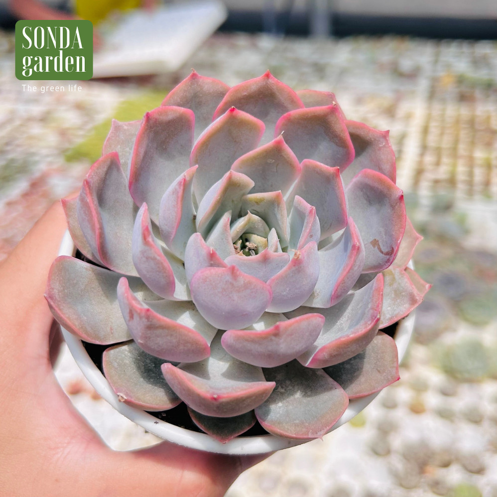 SEN ĐÁ HỒNG CÁNH CỨNG SIZE TRUNG BÌNH LỖI 1 ĐỔI 1